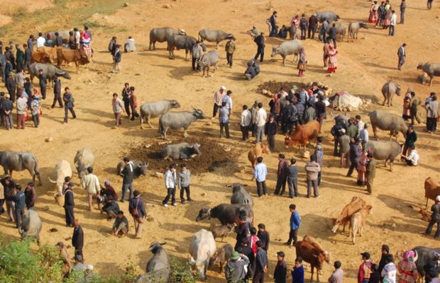 Can Cau buffalo market